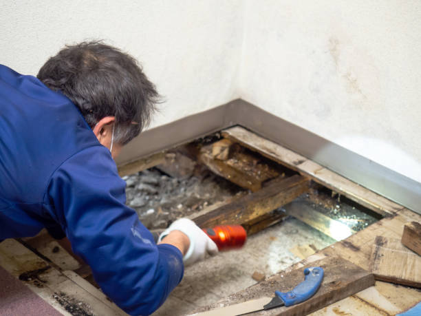 Professional Mold Removal in Cresson, TX