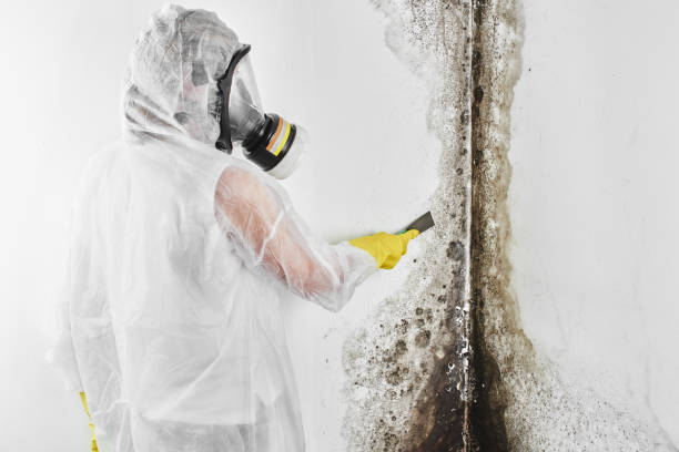 Best Professional Mold Removal  in Cresson, TX