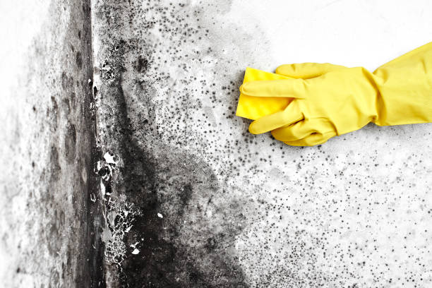 Best Local Mold Removal Service  in Cresson, TX