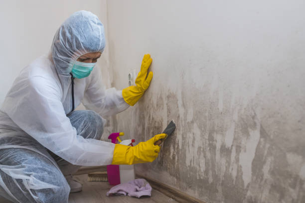 Best Mold Removal Near Me  in Cresson, TX