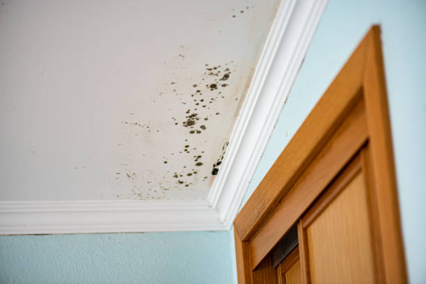 Best Commercial Mold Removal  in Cresson, TX