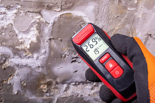 Best Fast Mold Removal  in Cresson, TX