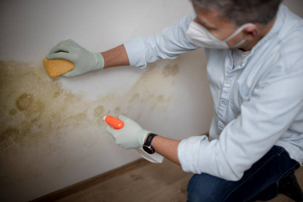 Best Mold Damage Repair  in Cresson, TX