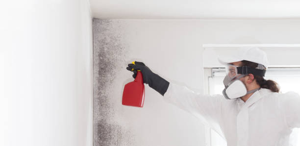 Office Mold Removal Services in Cresson, TX