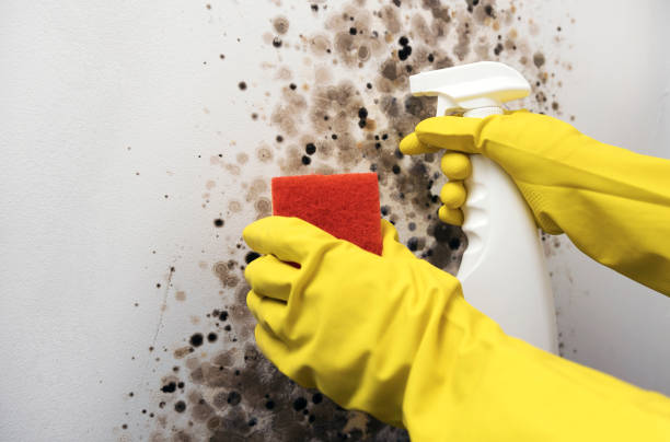 Best Mold Removal Near Me  in Cresson, TX