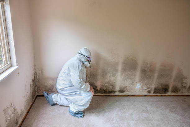 Best Local Mold Removal Service  in Cresson, TX