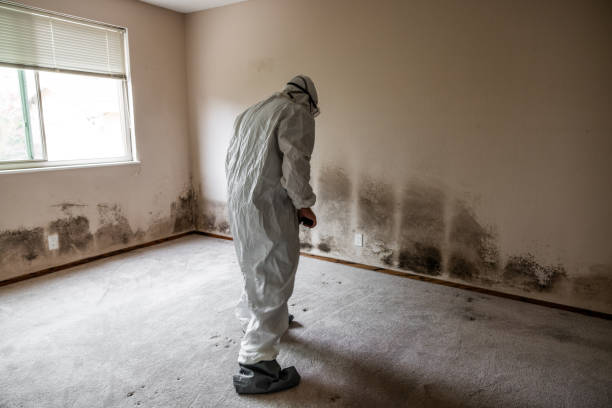 Best Emergency Mold Removal  in Cresson, TX