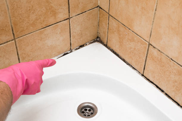 Trusted Cresson, TX Mold Removal Experts